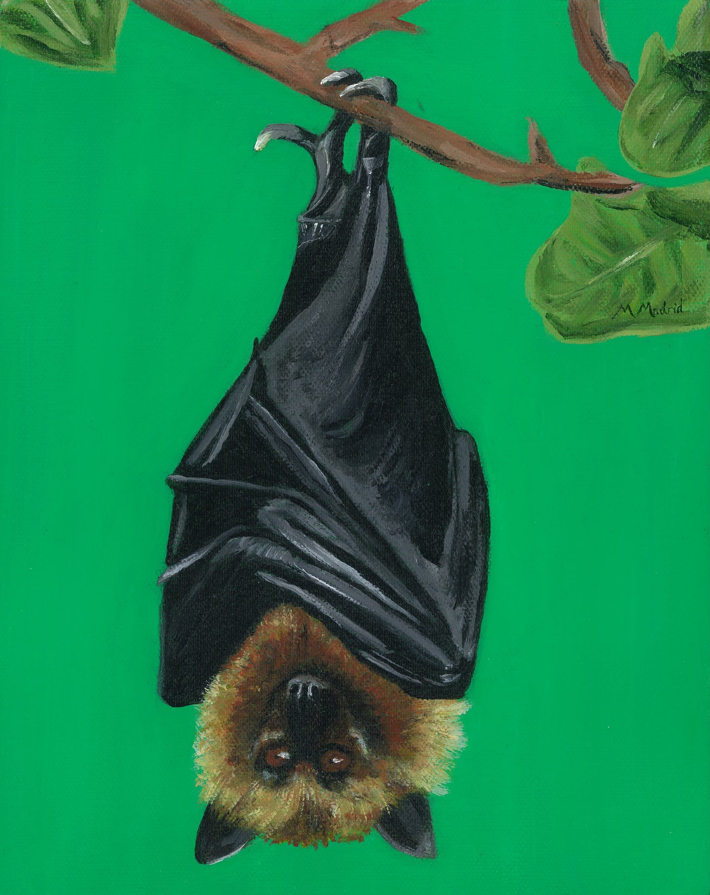 Hanging Bat print (Fine Art Print)